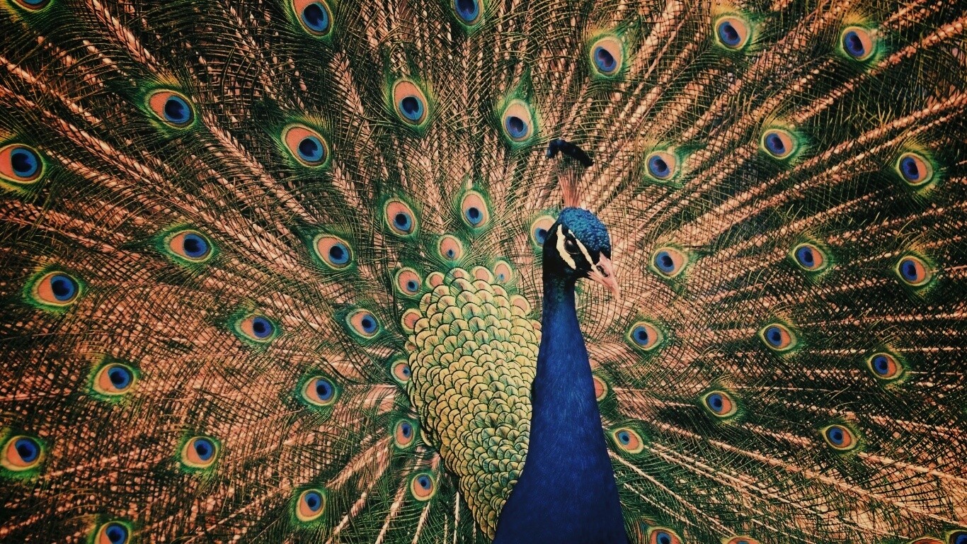 Красивый павлин обои