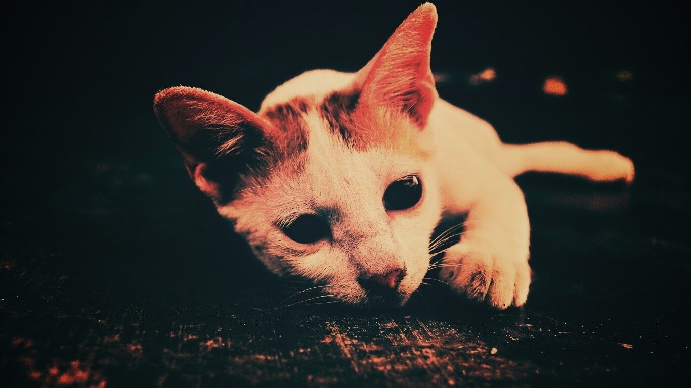 Белый кот на черном полу обои
