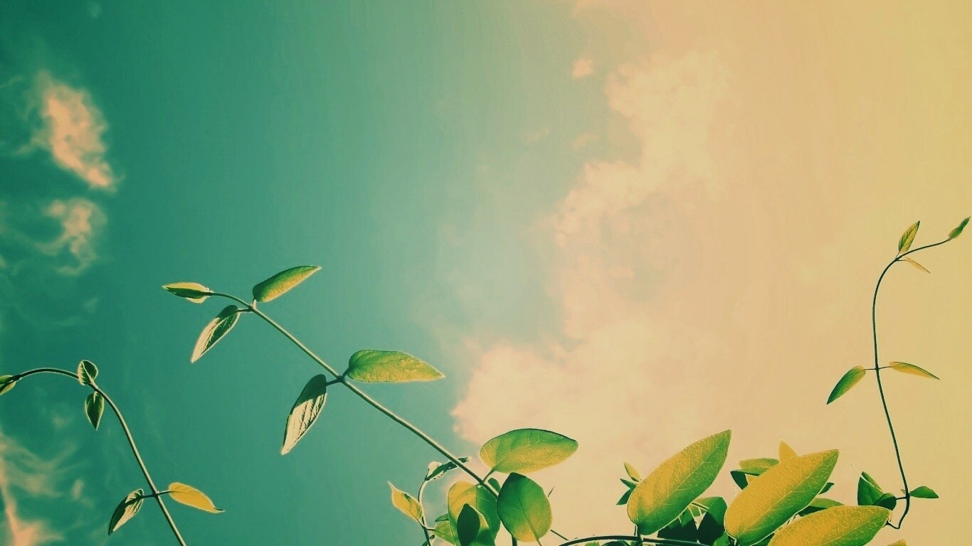 Зеленые ветви на фоне голубого неба обои