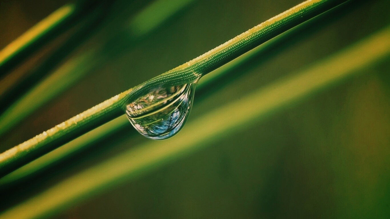 Капелька воды на стебле обои
