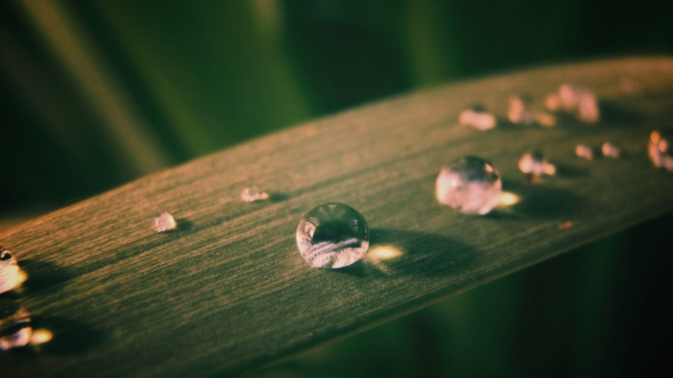 Капли росы на листе обои