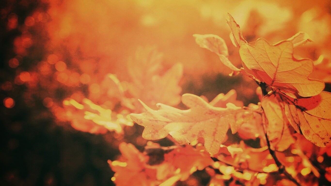 Дубовые листья обои