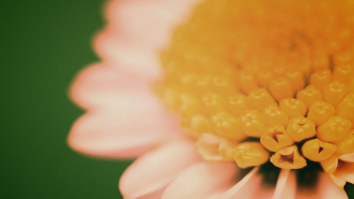 Хризантема обои