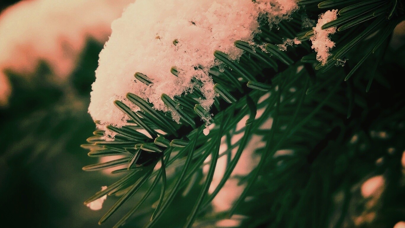 Хвойная ветка вся в снегу обои