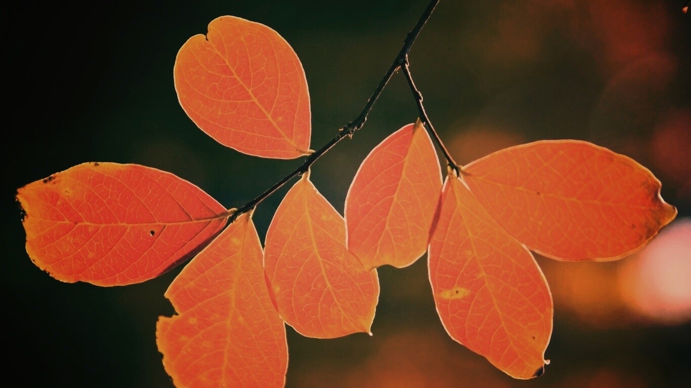 Ветка с оранжевыми листьями обои