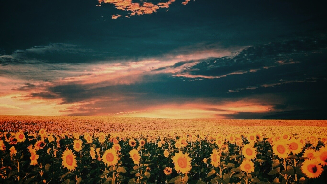 Целое поле подсолнухов обои