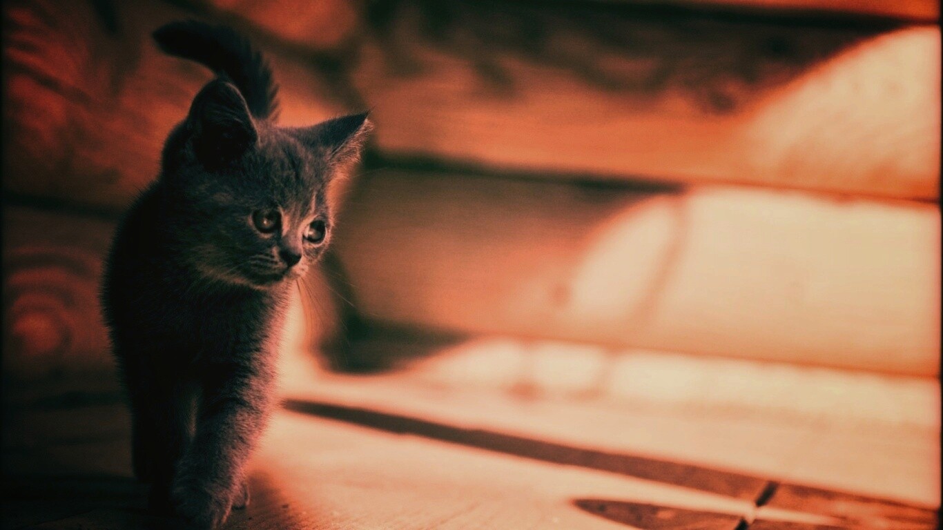 Маленький дымчатый котенок обои