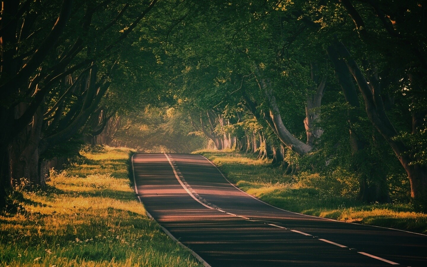 Трасса в тени деревьев обои