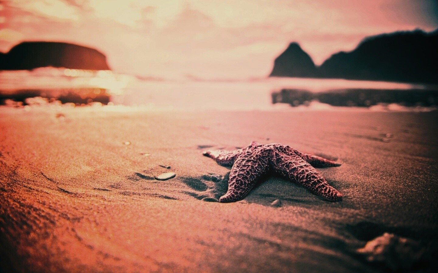 Морская звезда обои