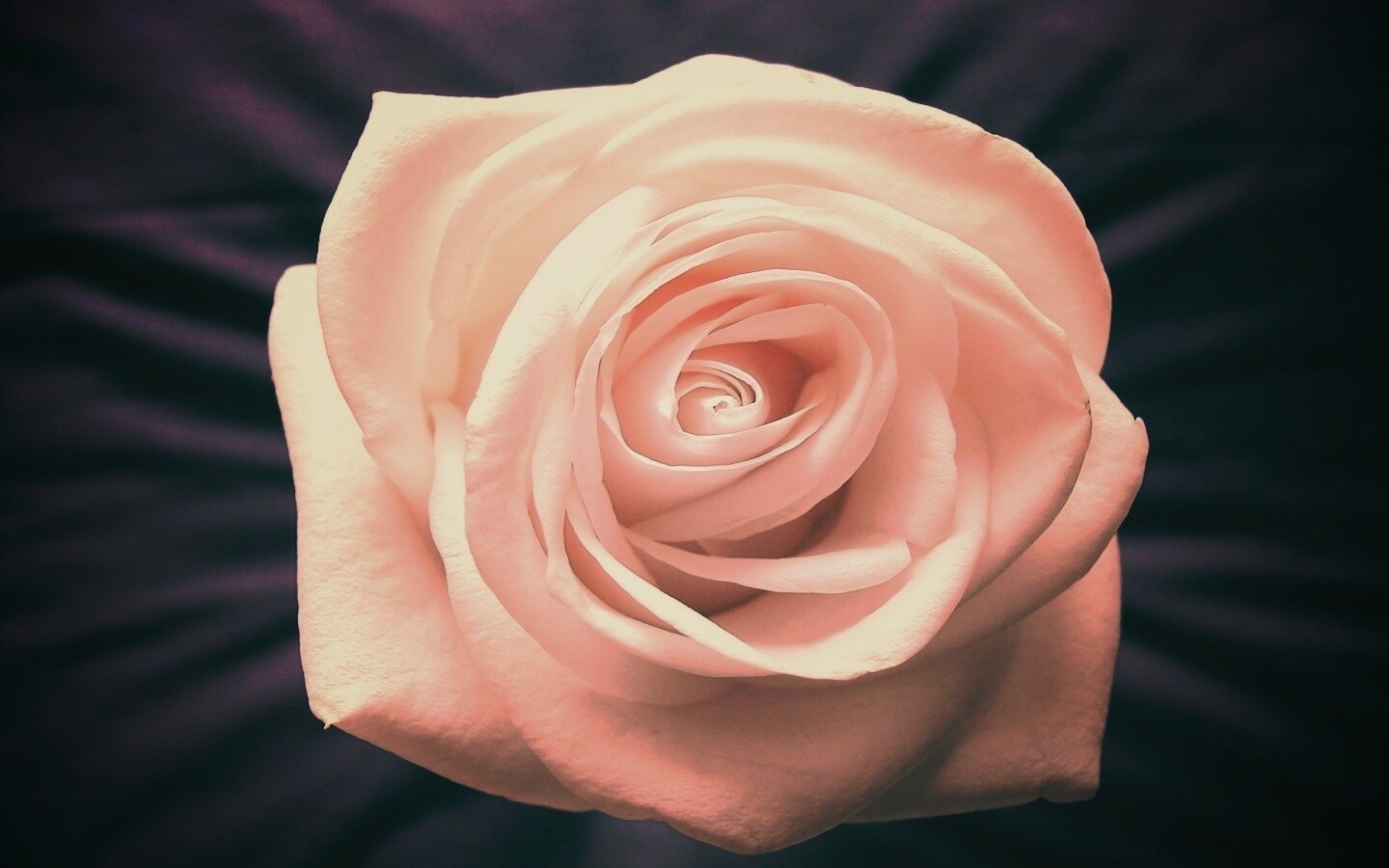 Белая роза обои