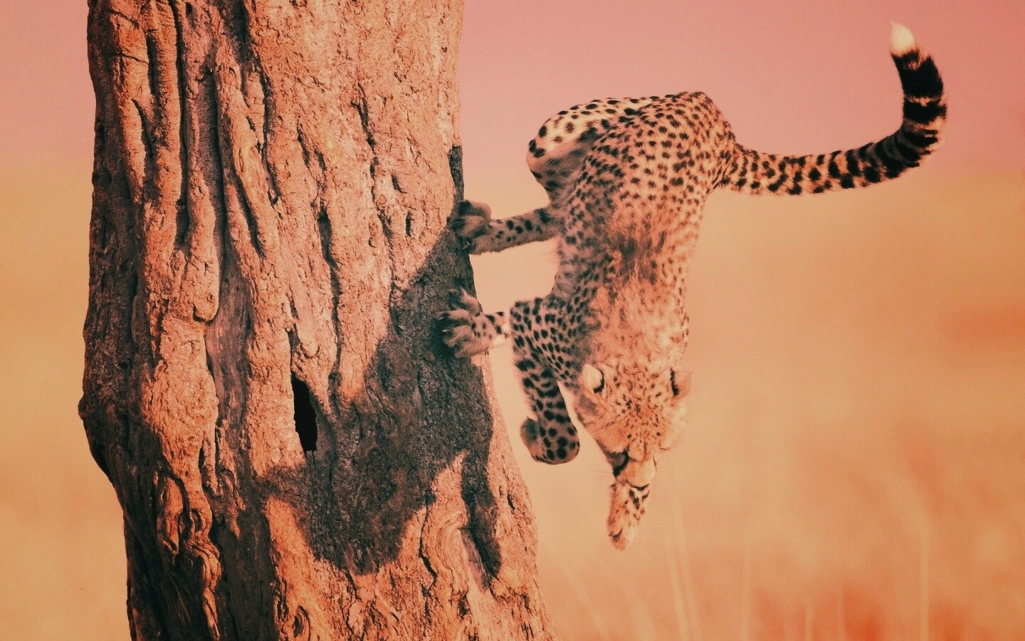 Скалолаз обои