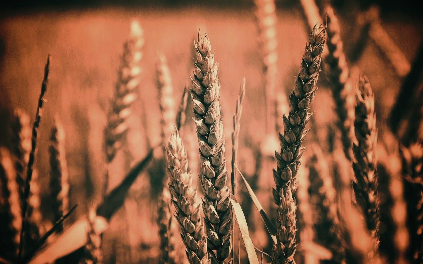 Молодые пшеничные колосья обои