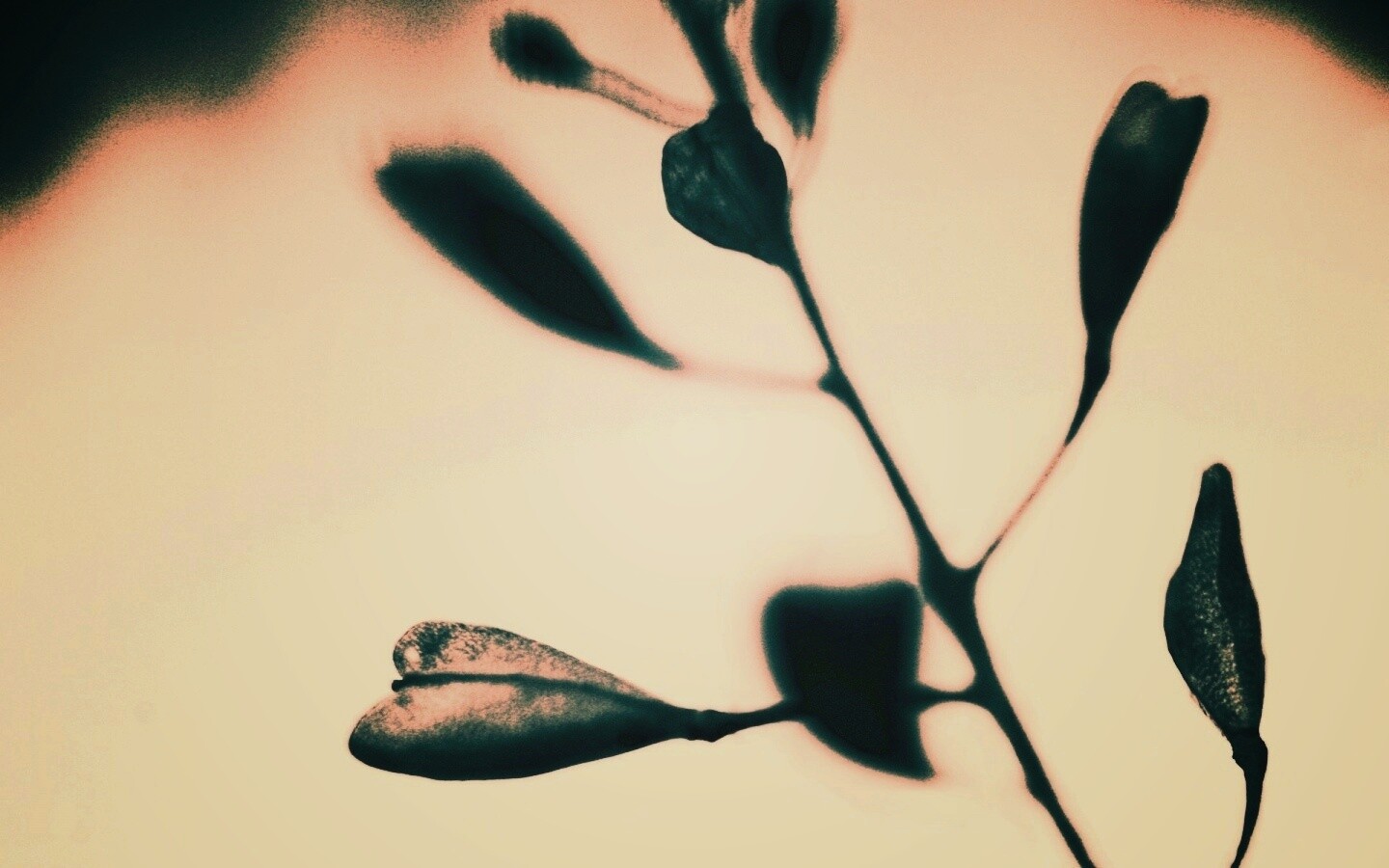 Усыхающие листья обои