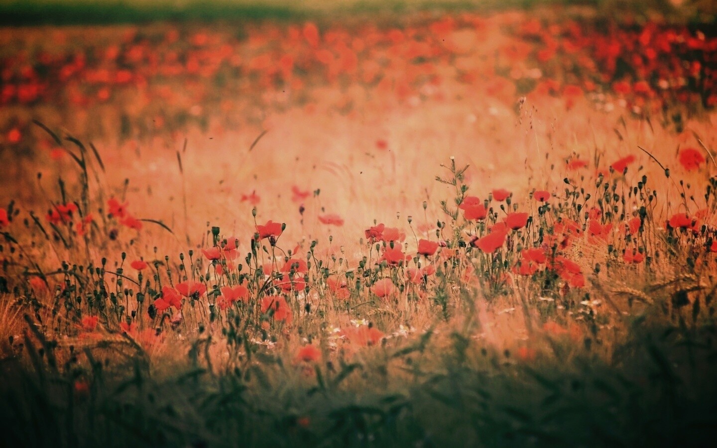 Маковое поле обои