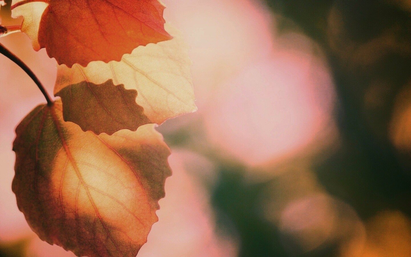 Макро фото осенней листвы обои