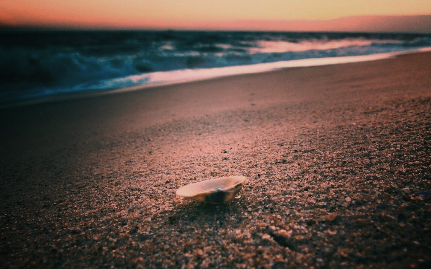 Ракушка не песчанном берегу обои