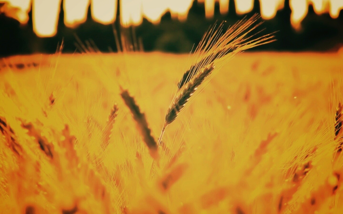 Пшеничное поле обои