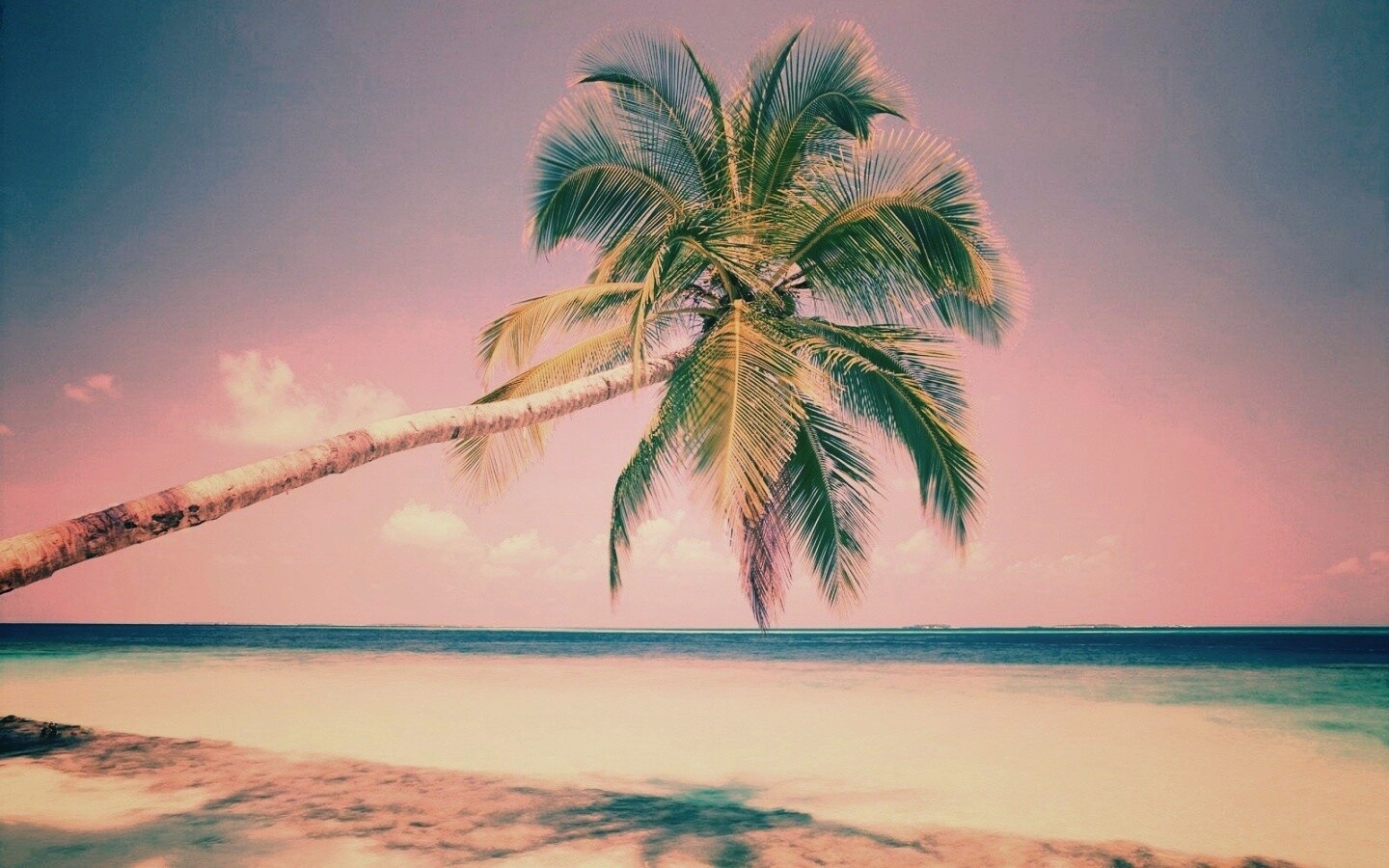 Пальма на лазурном берегу обои