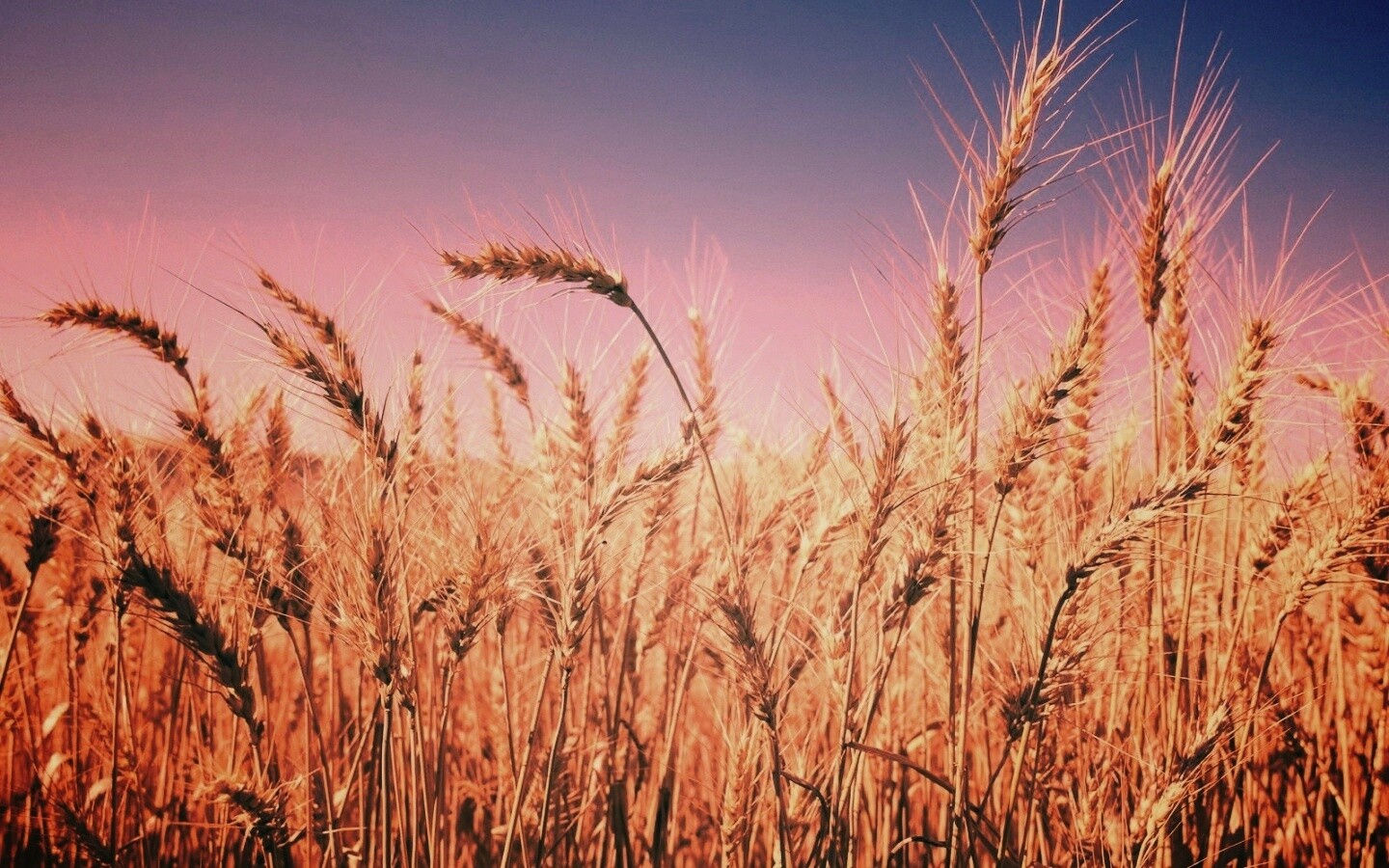 Пшеничные колосья обои