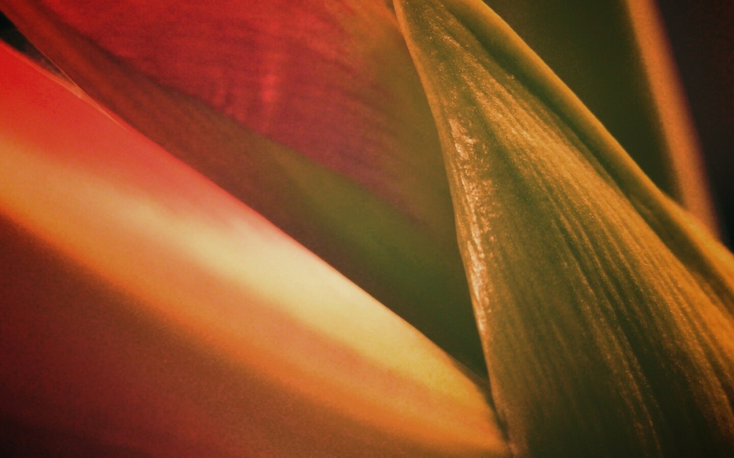 Макро фото цветка обои