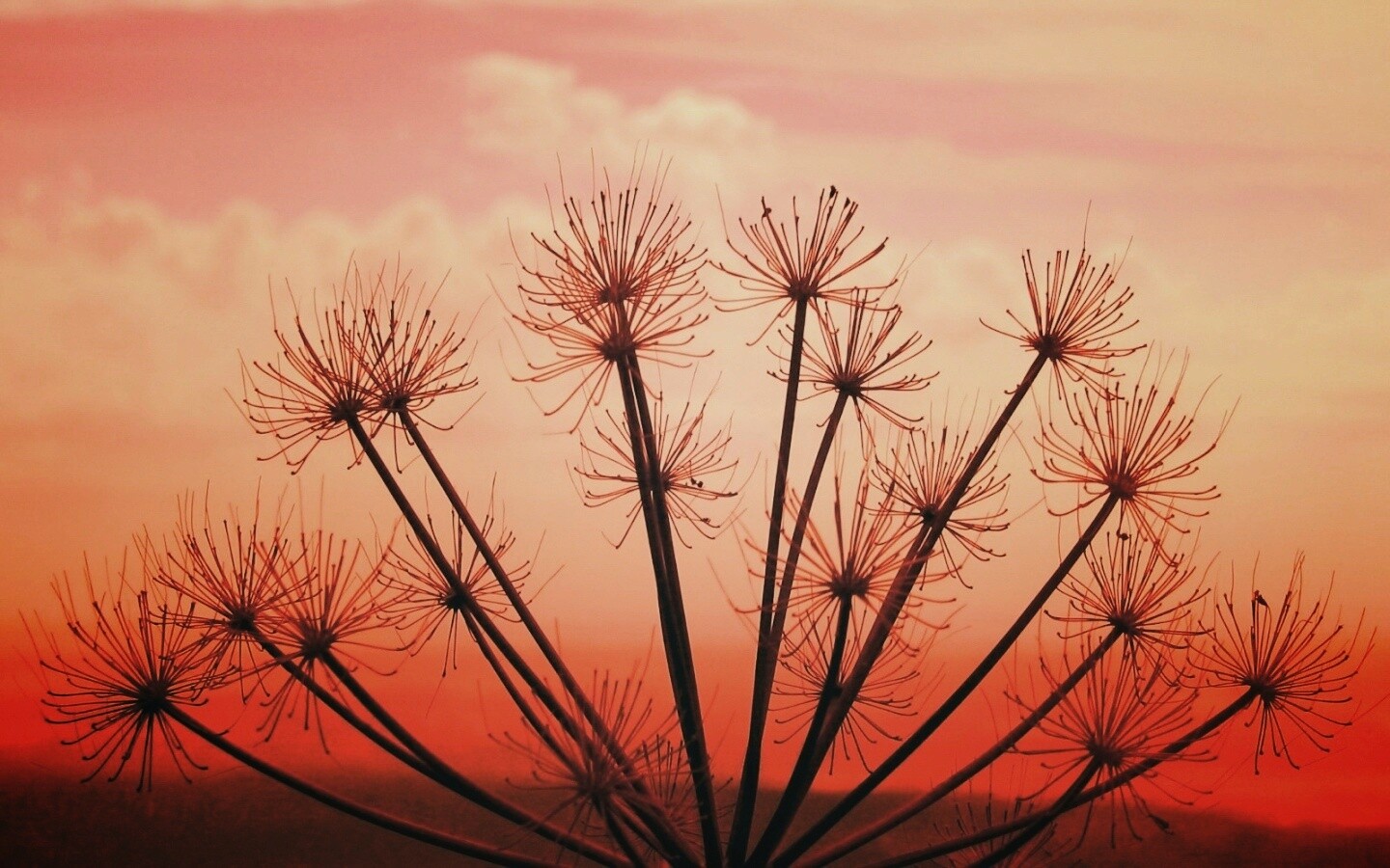 Зонтичное соцветие обои