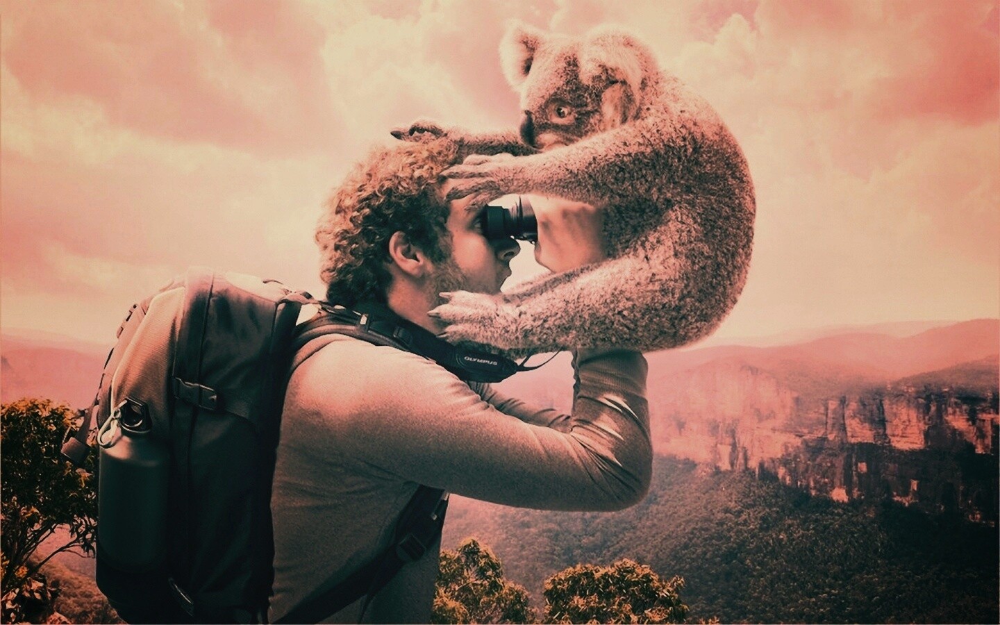 Коала ближе чем кажется обои