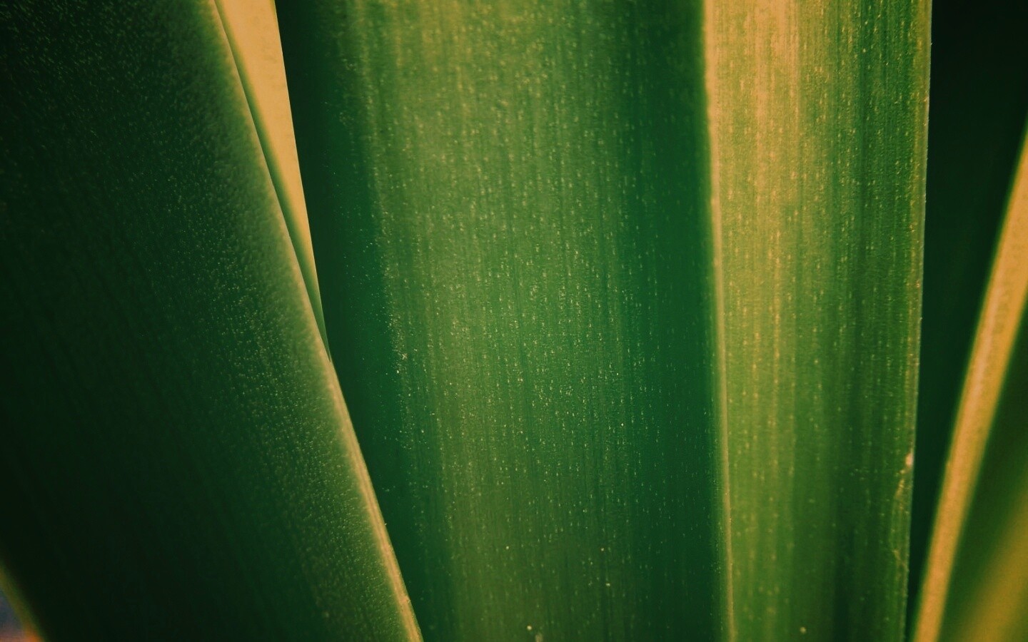 Сочная травинка обои