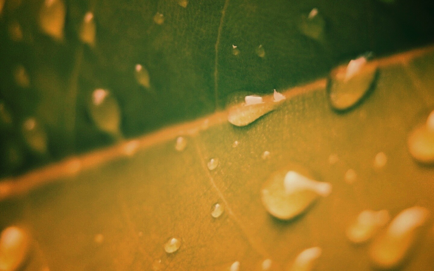 Капли на листе обои