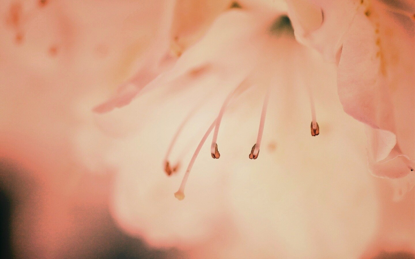 Цветок орхидеи обои