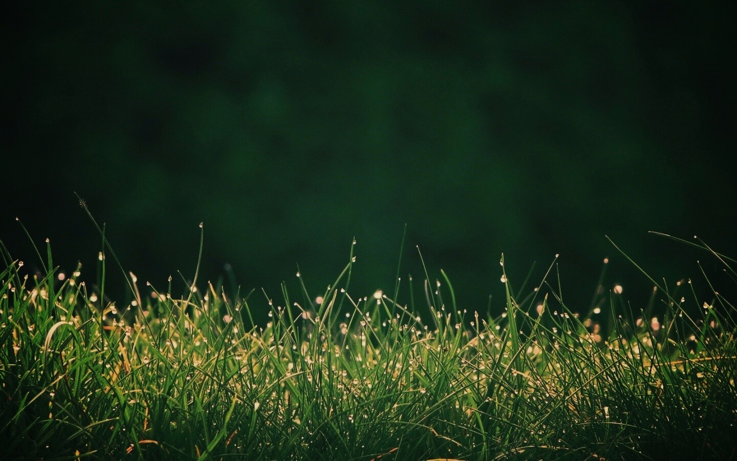 Трава после дождя обои