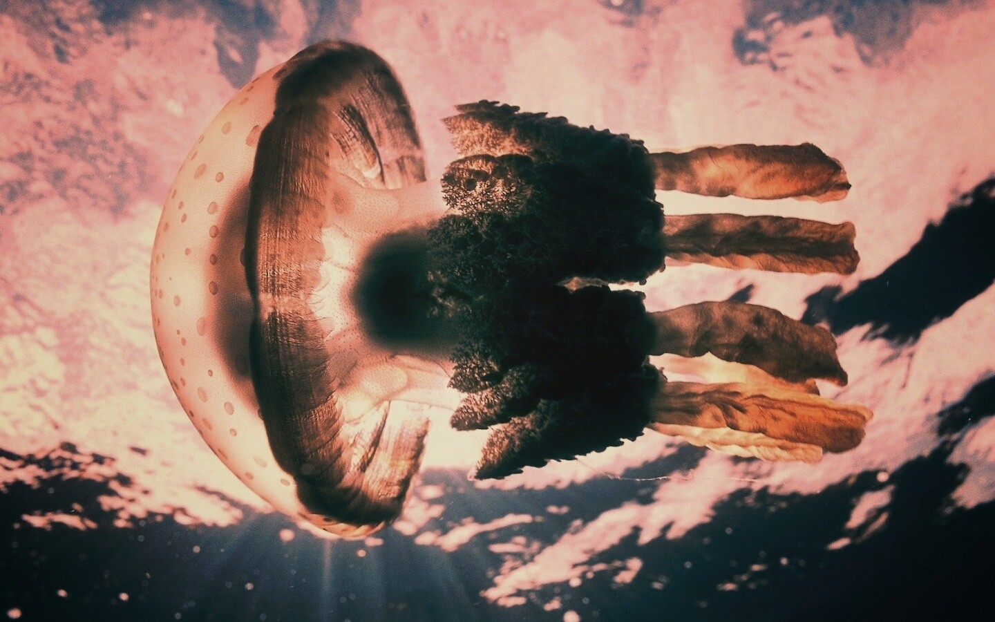 Коричневая медуза обои