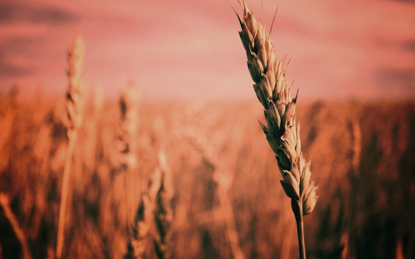 Колосок обои