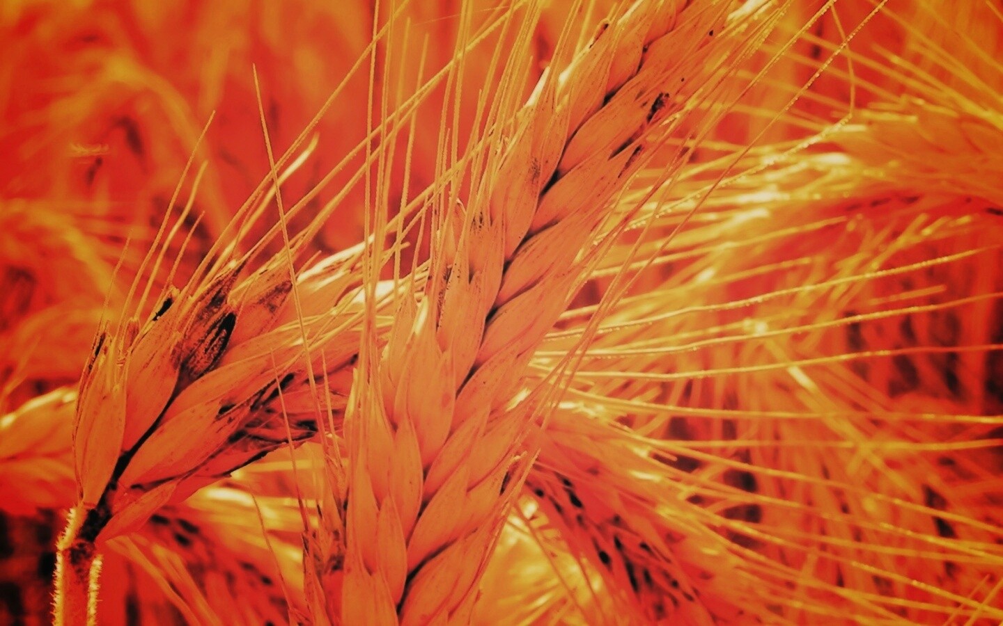 Зреющий колос обои