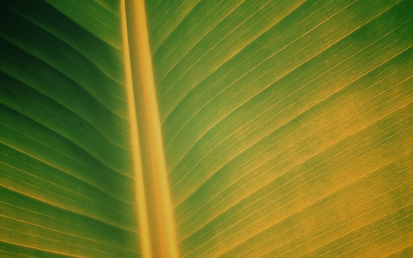 Желтый черенок листа обои