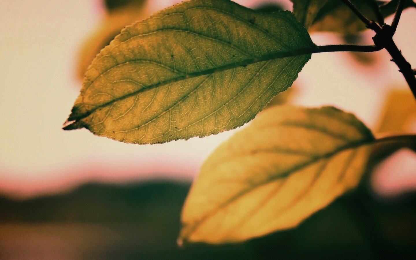 Три листа обои