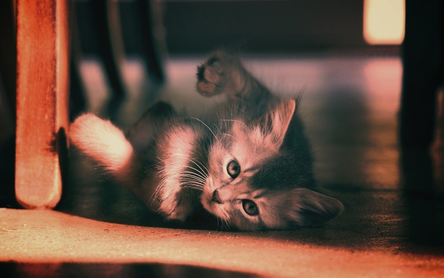 Котенок играет под стулом обои