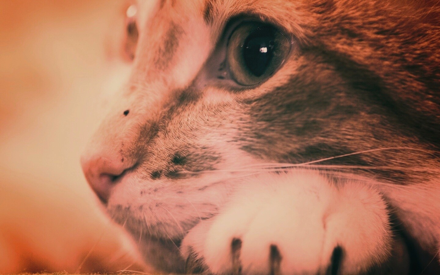 Мордочка на лапаках обои