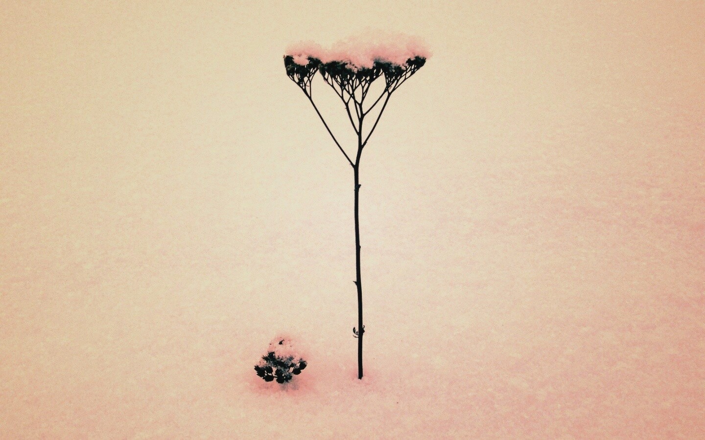 Заснеженная травинка обои