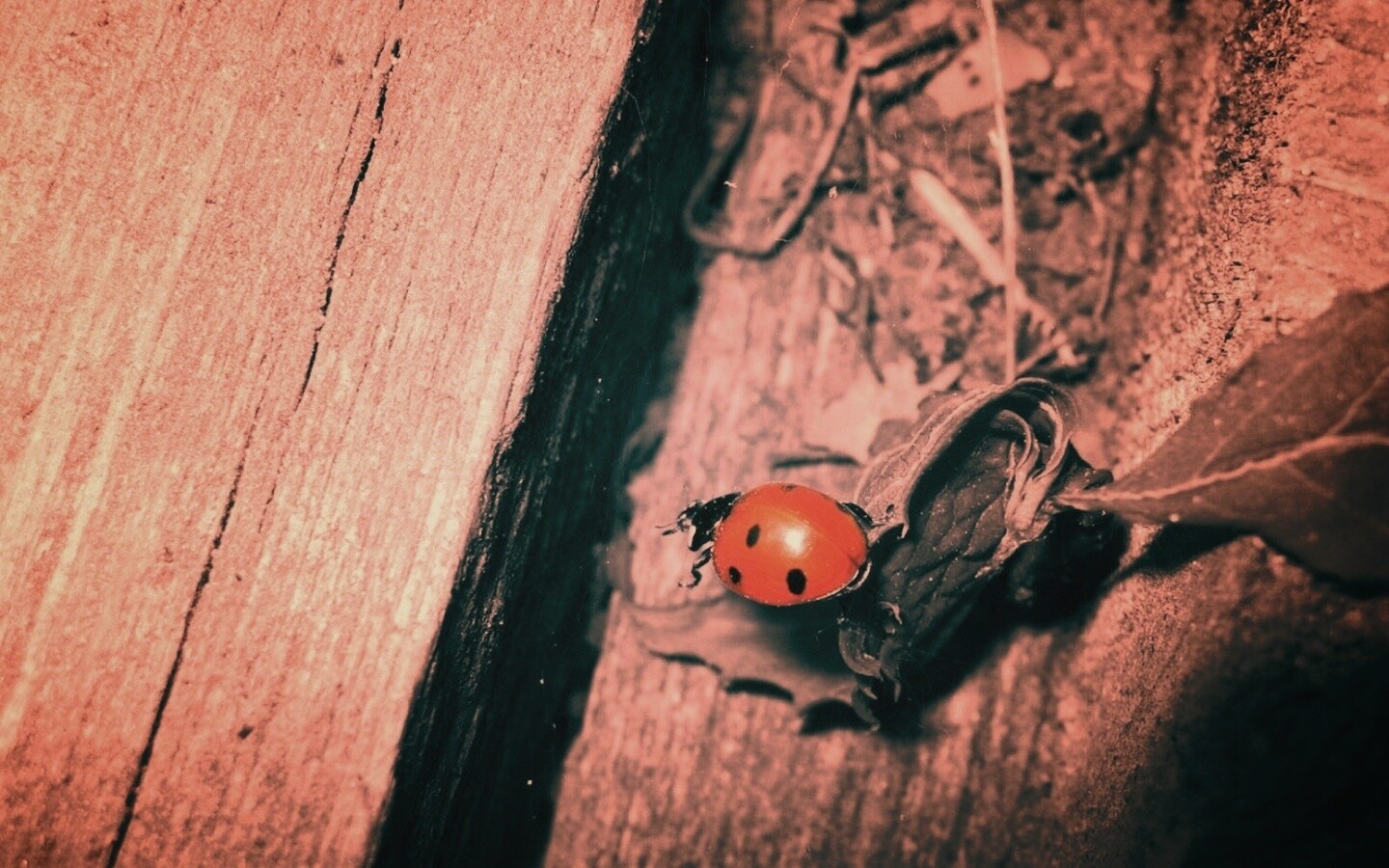Божья коровка обои