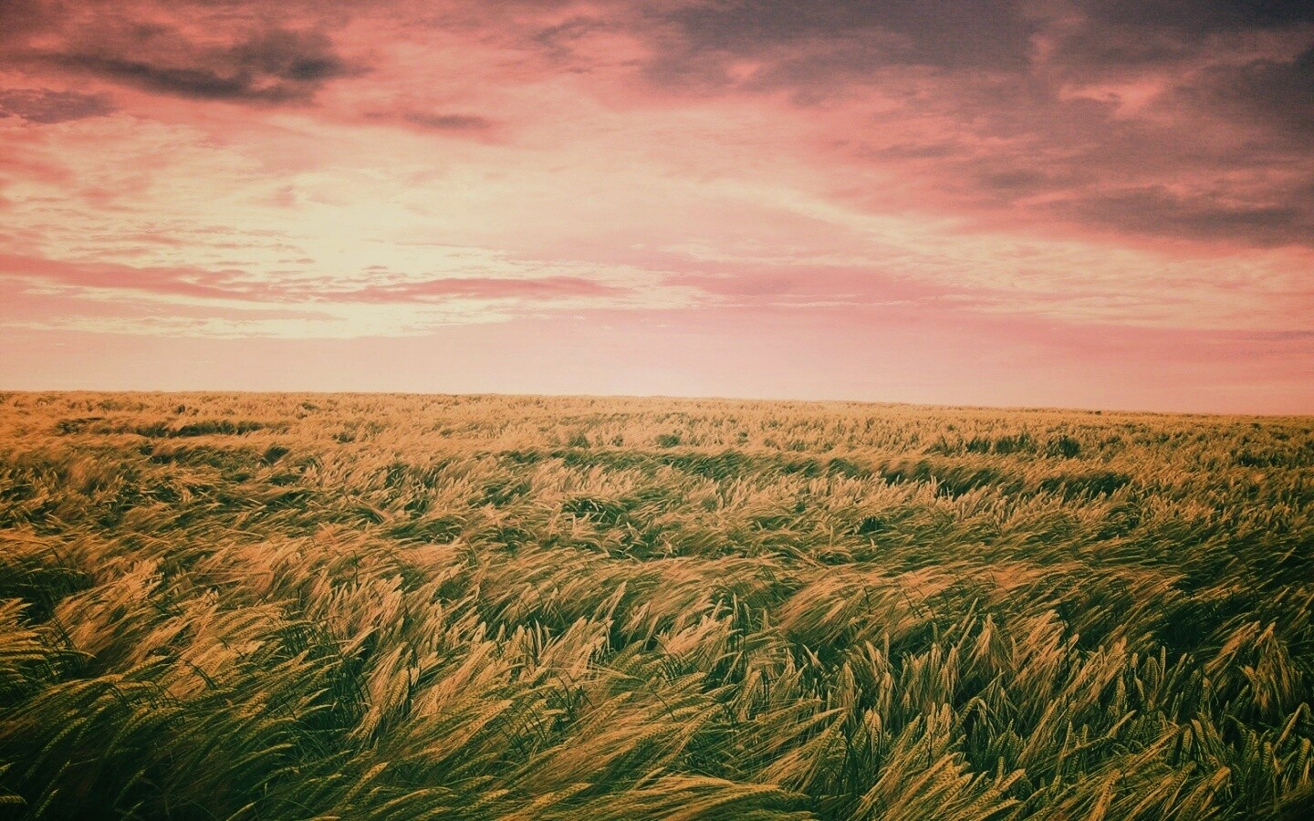 Море трав обои