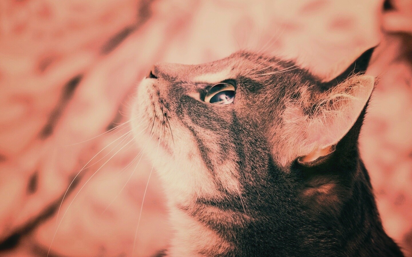 Котик смотрит верх обои