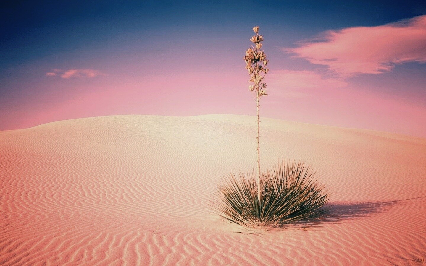 Растение среди пустыни обои