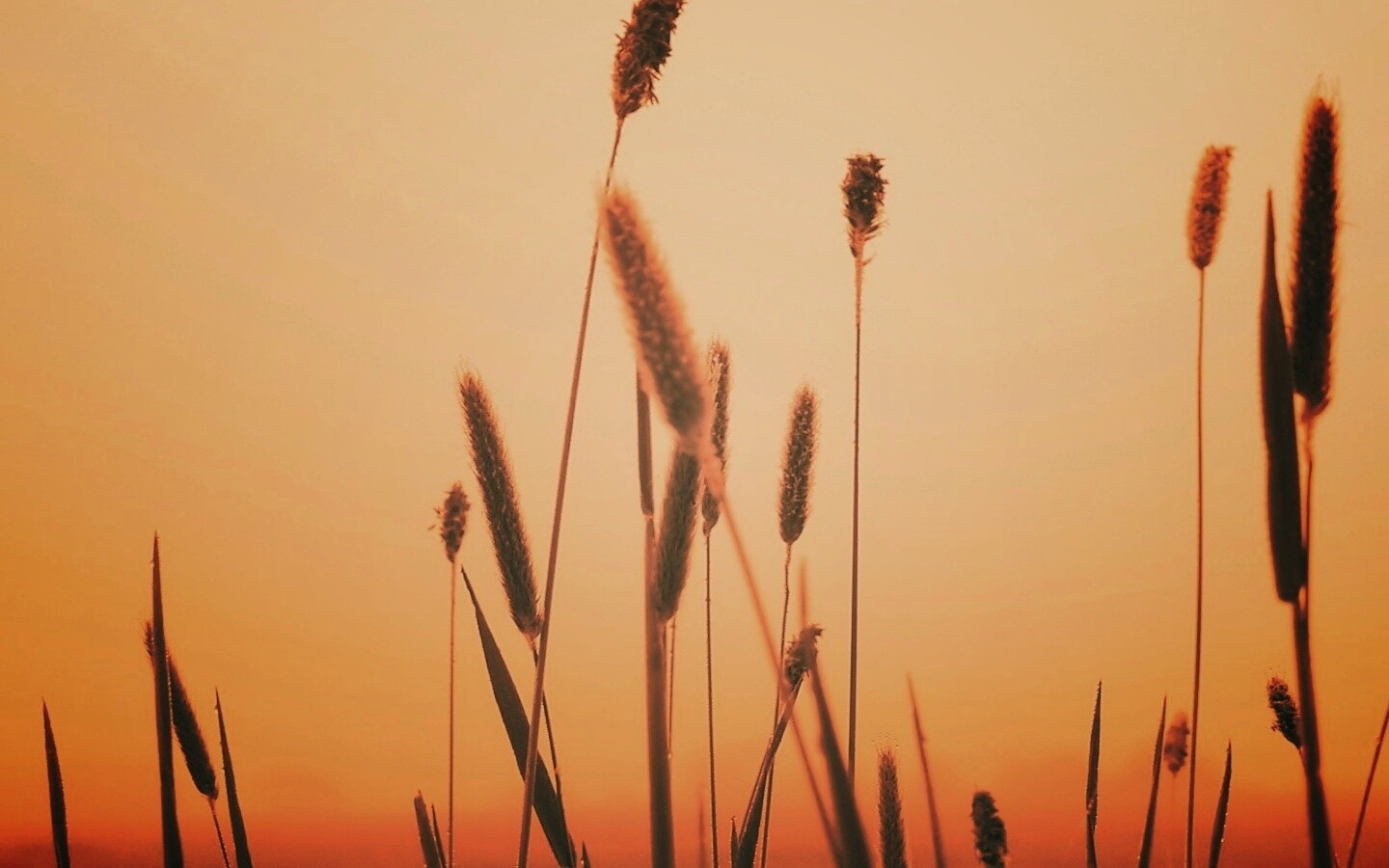 Травинки на фоне золотого неба обои