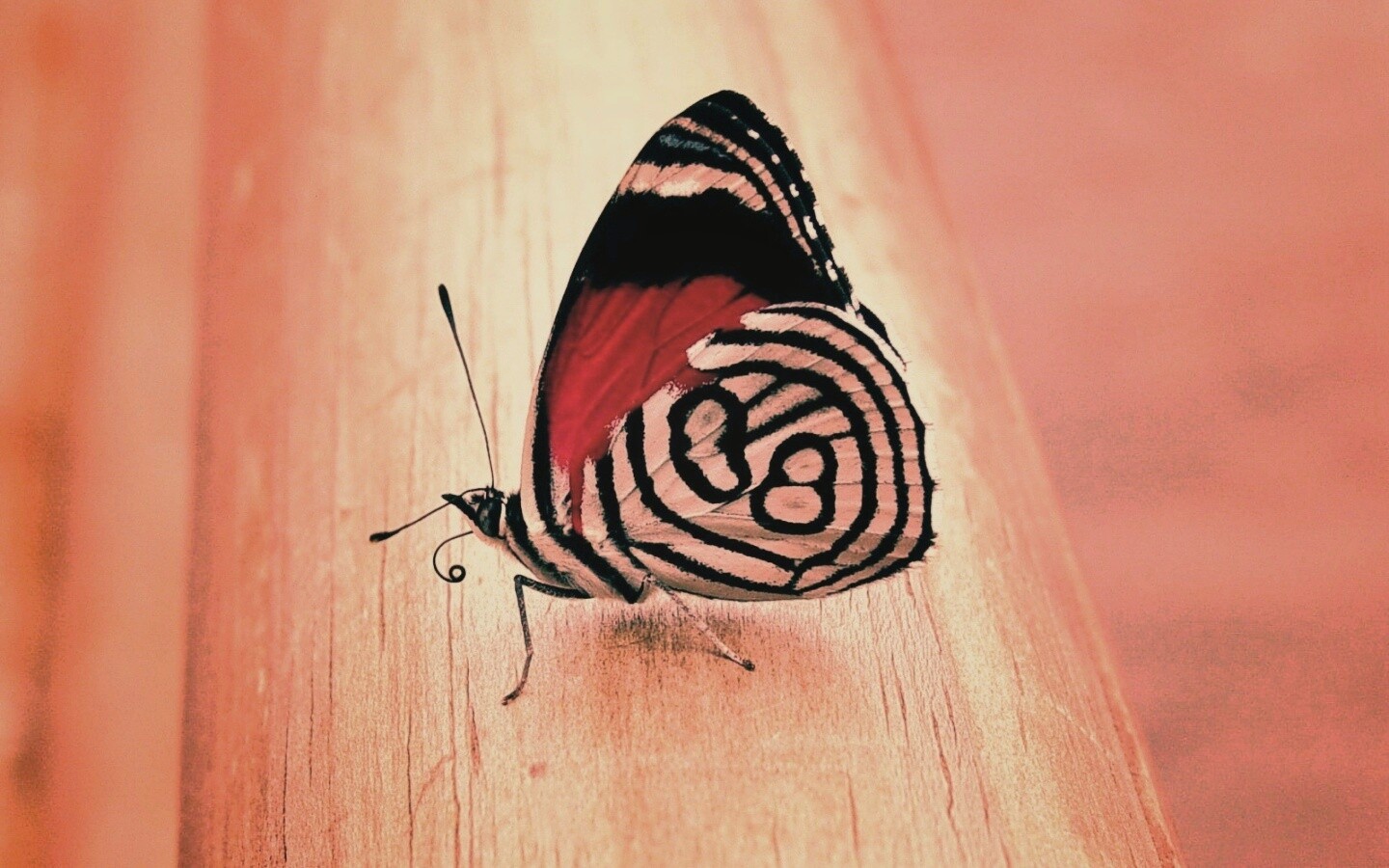 Бабочка на бревне обои