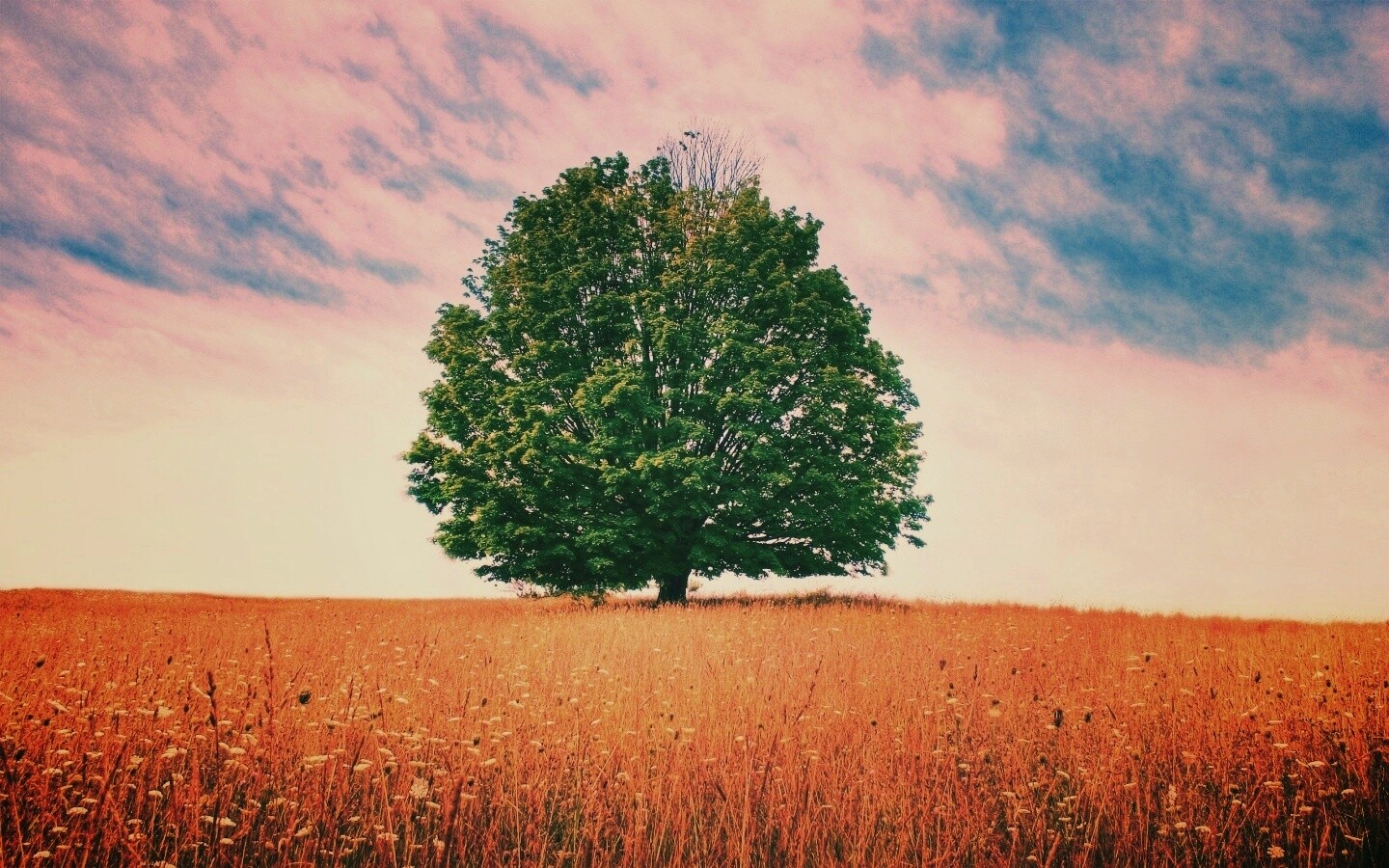 Зеленое дерево в желтом поле обои