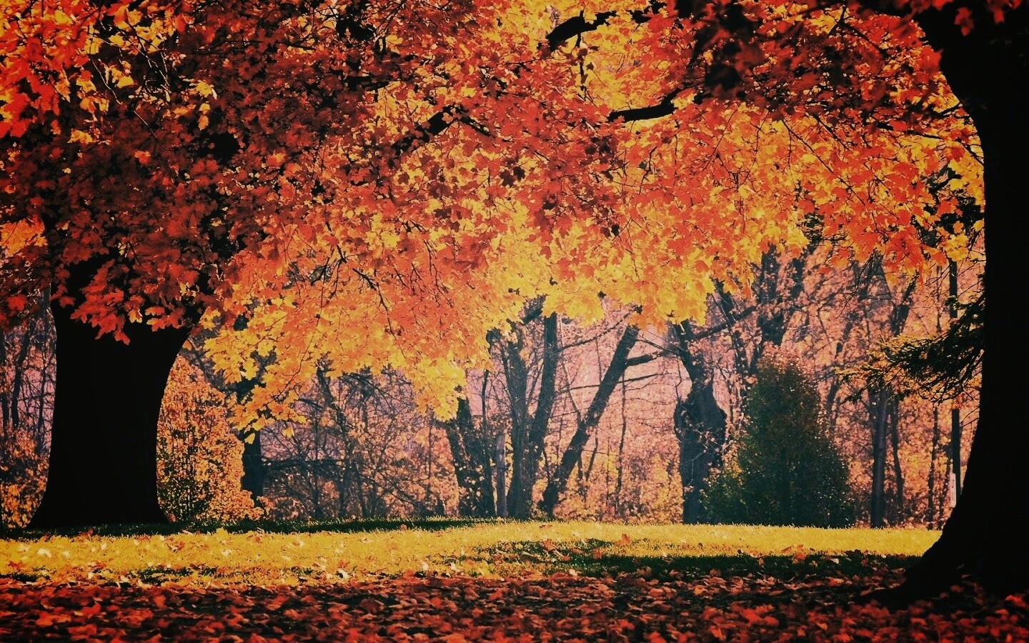 Размашистое осеннее дерево обои