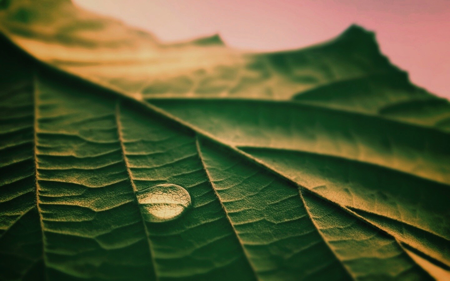 Капля на листе обои