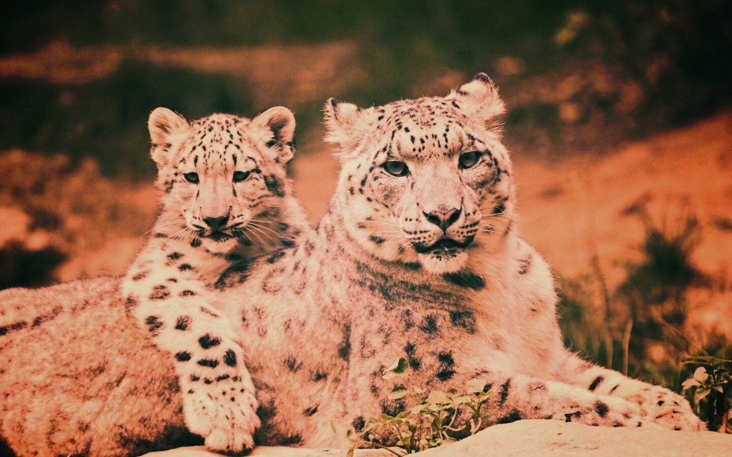Самка снежного барса с котенком обои
