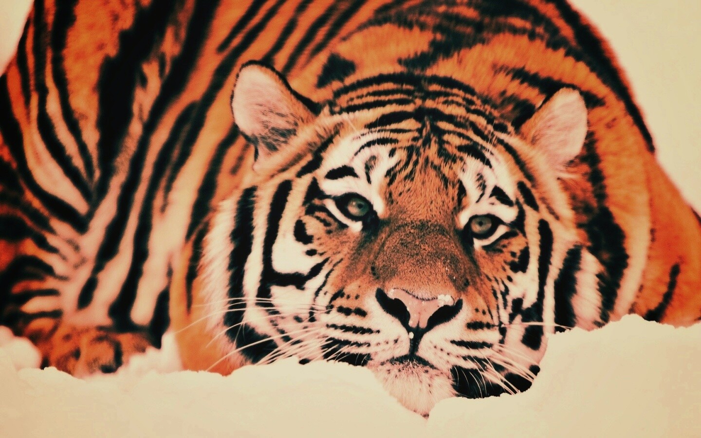 Тигр в снегу обои