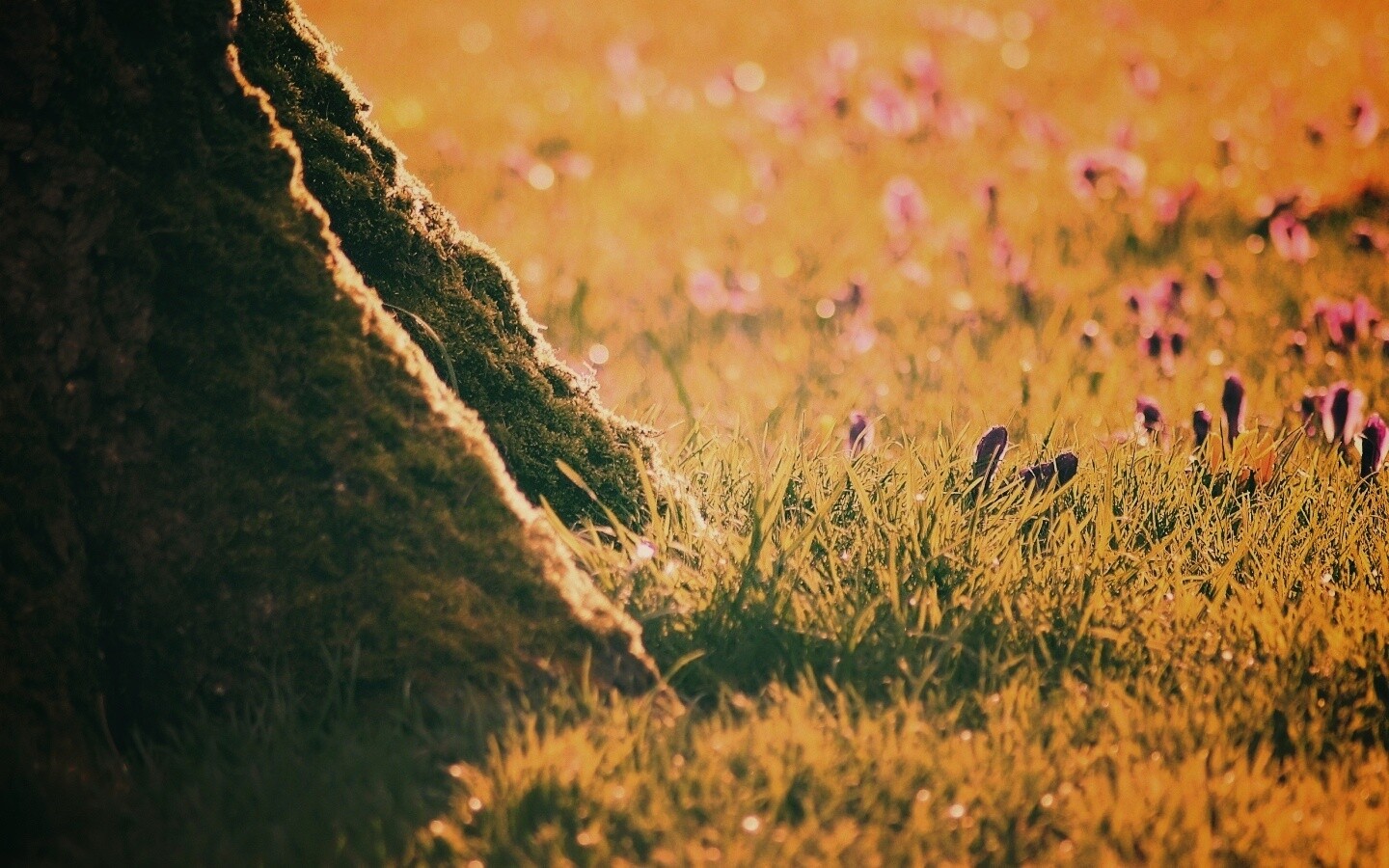 Дерево в траве обои